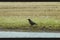 Black crow in the field by the roadside