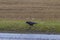 Black crow in the field by the roadside