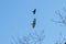 Black crow fighting against falcon or eagle in blue sky to expel the bird of prey