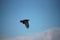 A black crow flies at the blue sky in a sunny day