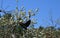black crow flies towards a blossoming cherry tree