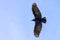 Black Crow, Flight Above, With Nesting Material