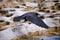 Black crow in flight over rocky terrain