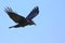 Black crow in flight with spread wings