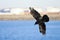 Black crow in flight with spread wings