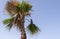 Black crow on the green branch of a dry palm tree on sunny day