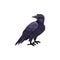 Black crow Halloween creepy character, raven bird