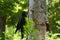 A black crow hanging on the side of a dying tree, peeling off bark with its strong beak, in a lush Thai garden park.