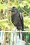 Black crow hold on metal fence