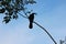 A black crow holding leaves in the mouth perched on a branch