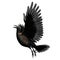 Black crow isolated on a white background, 3D Illustration, 3D Rendering