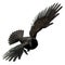 Black crow isolated on a white background, 3D Illustration, 3D Rendering
