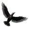 Black crow isolated on a white background, 3D Illustration, 3D Rendering