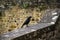 black crow leaning on cornice and with stone wall in the background