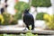 A black crow looking at the camera and hanging at edge of lotus basin blur background
