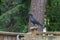 black crow looking up and standing on one leg