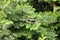 Black crow open the beak and perch on the wire with green leaves background.