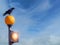 Black crow on an orange warning light, against blue sky.