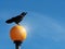 Black crow on an orange warning light, against blue sky.