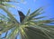 Black crow palm tree