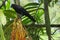 A black crow, perched above a cluster of bright palm fruits, deciding upon its next meal selection, in a lush Thai garden park.