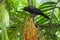A black crow, perched above a cluster of bright palm fruits, deciding upon its next meal selection, in a lush Thai garden park.
