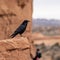 Black crow perched atop a rocky canyon ledge, looking off into the distance