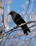 A Black Crow Perched on a Dead Tree Branch