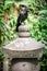 A black crow is perched on a Japanese tombstone