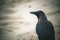 A black crow perched on a sandy beach