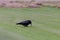 Black crow pulling out a worm
