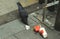 Black crow and raven bird eating food from rubbish on floor in Sydney, Australia