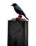 a black crow, raven on a tombstone. Blood red roses on a grave stone. Day of the Dead, Día de Muertos. Transparent background.