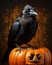 Black crow on scary jack pumpkin head side view.