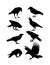 Black Crow Silhouettes