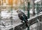 Black crow sits on the fence. Wild birds, park, nature protection