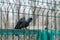 Black crow sits on the fence. Wild birds, park, nature protection