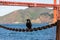 Black crow sits on rusted chain in front of Golden Gate bridge