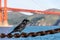 Black crow sits on rusted chain in front of Golden Gate bridge