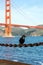 Black crow sits on rusted chain in front of Golden Gate bridge