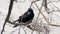 Black crow sitting on branch of dry wood