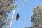 The black crow sitting on a dry branch of a cedar