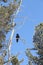 The black crow sitting on a dry branch of a cedar