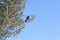 The black crow sitting on a dry branch of a cedar