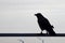 Black crow sitting on a metal tube, light and shadow