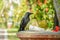 Black crow sitting near the coconuts at the tropical park