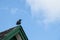 Black crow sitting on the peak of a building