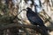 Black crow sitting on a tree branch