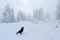 Black Crow Standing on the White Snow