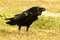 Black crow surrounded of yellow flowers